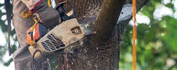 Best Lawn Pest Prevention  in Bronson, FL