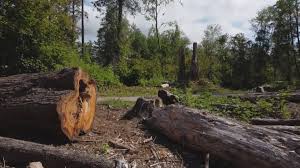 Best Seasonal Cleanup (Spring/Fall)  in Bronson, FL