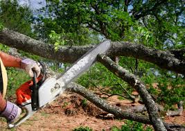 Best Tree and Shrub Care  in Bronson, FL
