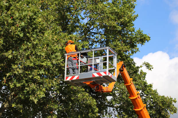Best Tree Preservation Services  in Bronson, FL