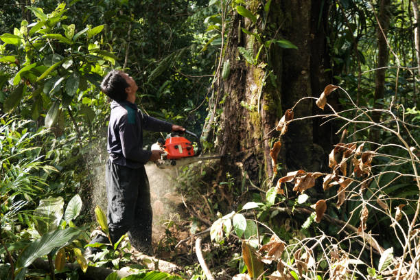 Best Arborist Consultation Services  in Bronson, FL