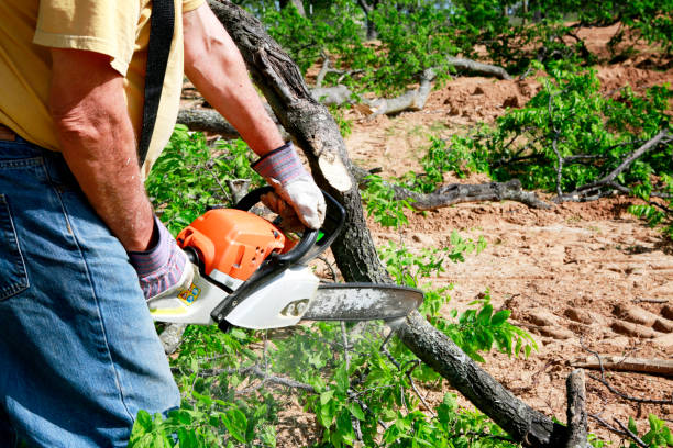 Best Lawn Drainage Solutions  in Bronson, FL